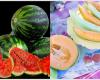 Watermelon vs Muskmelon: Watermelon vs Karjuja.. Which is better for health in summer? – Telugu News | Watermelon or muskmelon which is best for summer season